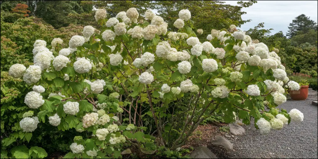 Viburnum shrub covered in round white snowball flower clusters in a garden