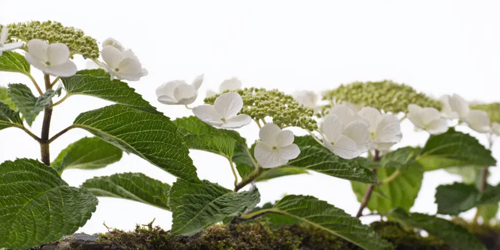 Viburnum plicatum f. tomentosum 'Mariesii'