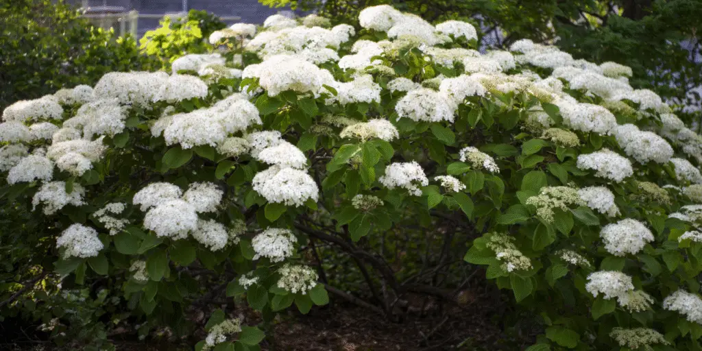 Viburnum × burkwoodii