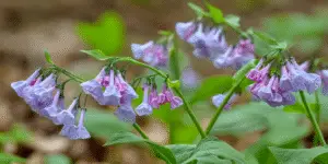 Virginia bluebells with pink buds opening to pale blue trumpet flowers on green stems in woodland