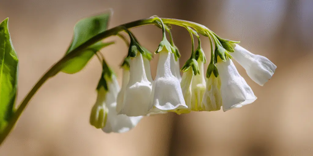 Virginia Bluebells (Mertensia virginica ‘Alba’)