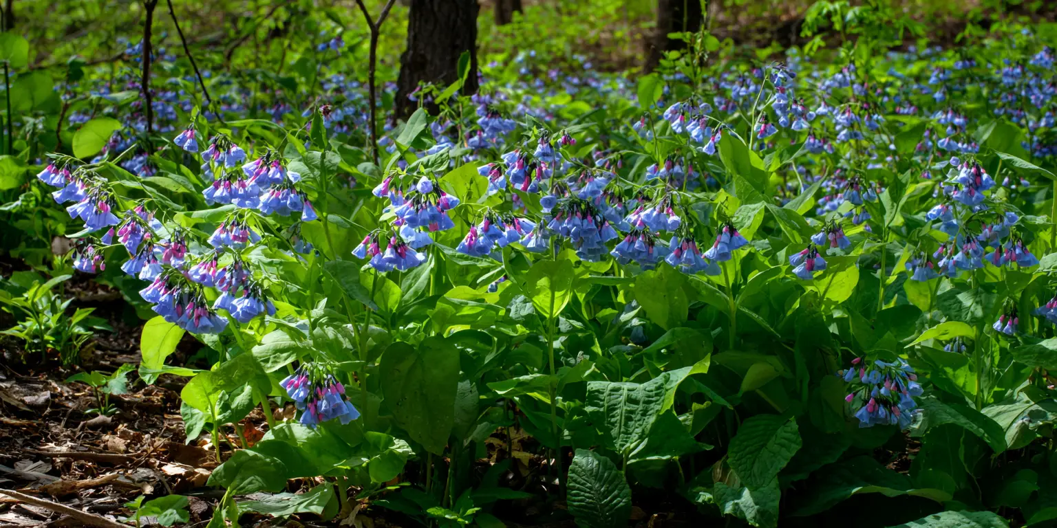 Virginia bluebells