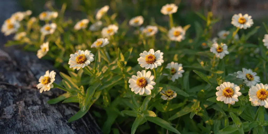 Zinnia angustifolia: compact, heat‑tough narrowleaf zinnia