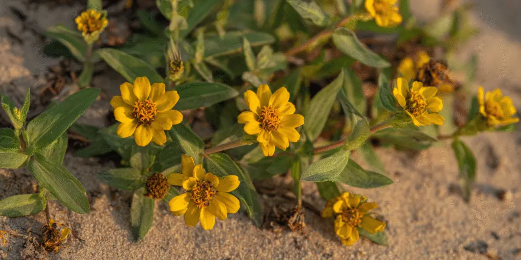 Zinnia grandiflora