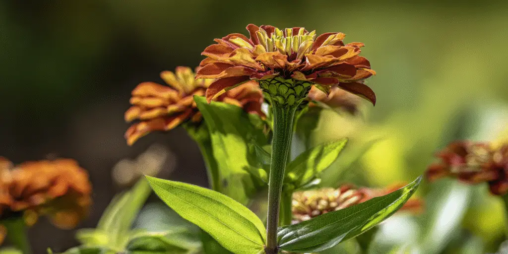 Zinnia haageana