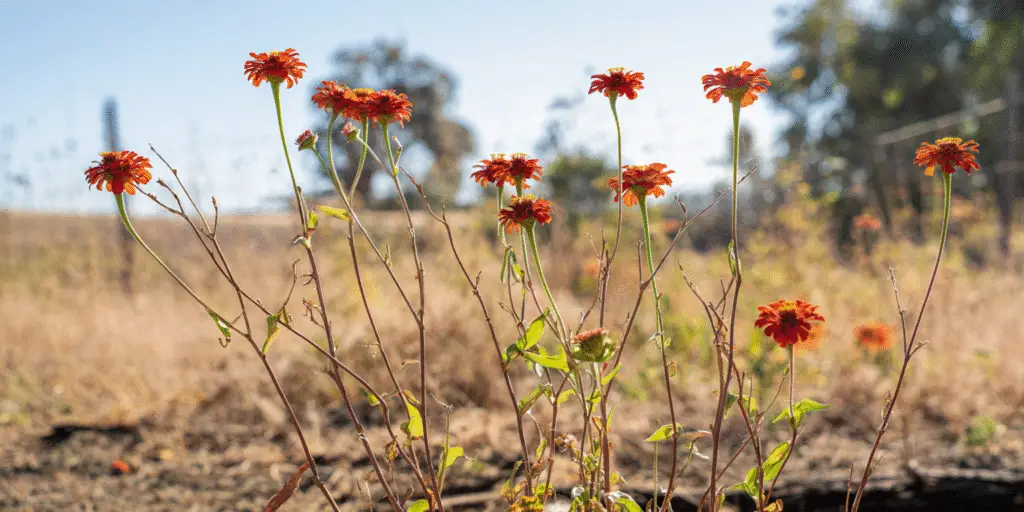 Zinnia peruviana