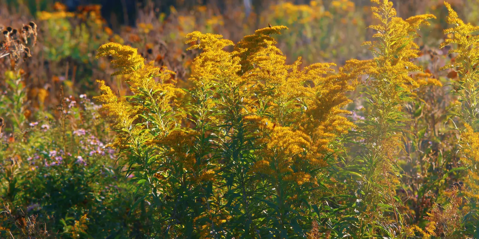 goldenrod