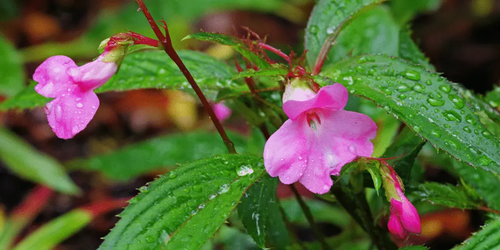 Impatiens balsamina: upright summer balsam from seed