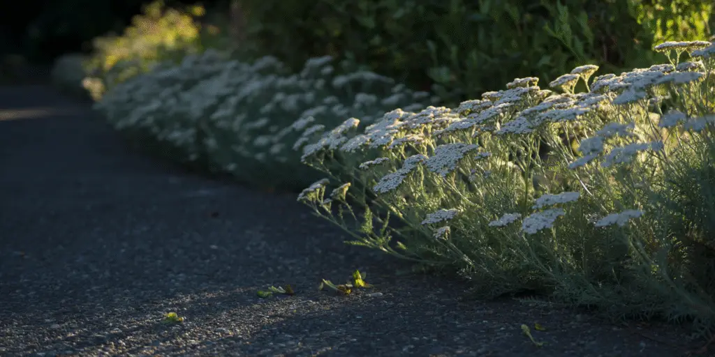 Achillea ageratifolia