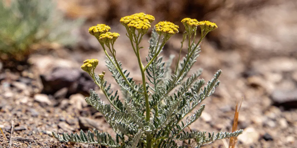 Achillea clypeolata