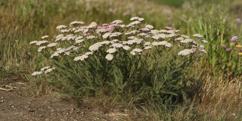 Achillea millefolium