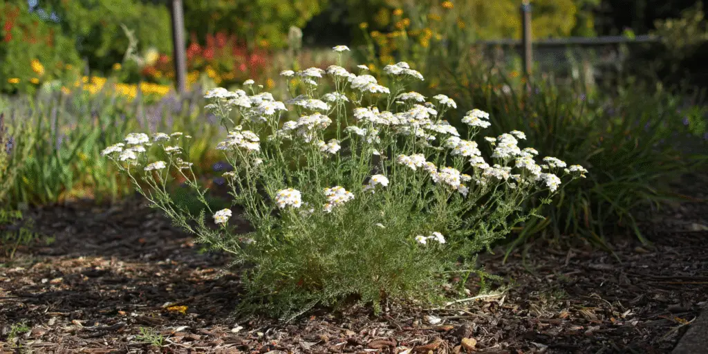 Achillea ptarmica