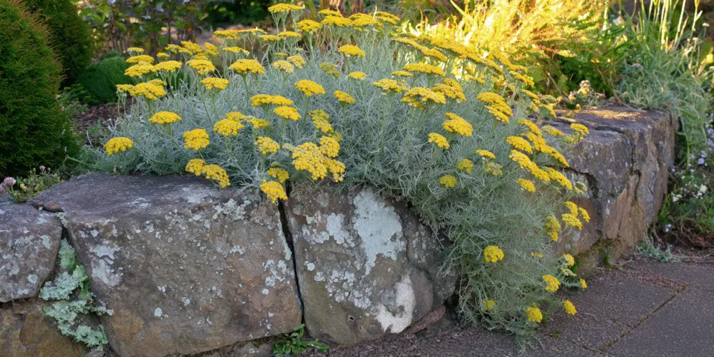 Achillea tomentosa