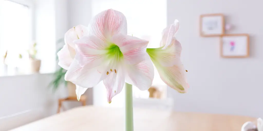 Amaryllis 'Apple Blossom'