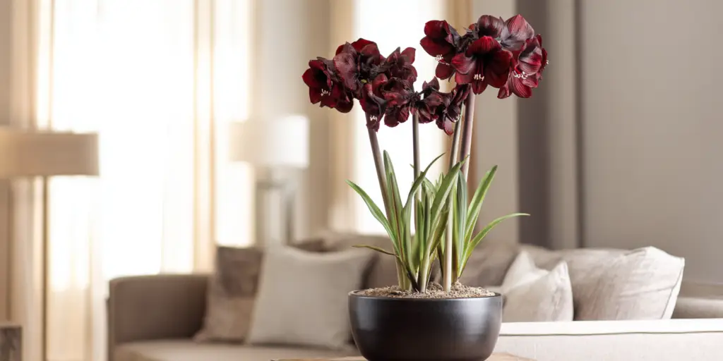 Amaryllis 'Benfica'