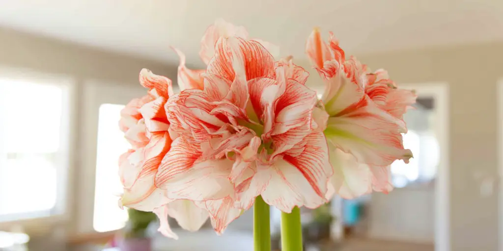 Amaryllis 'Dancing Queen'