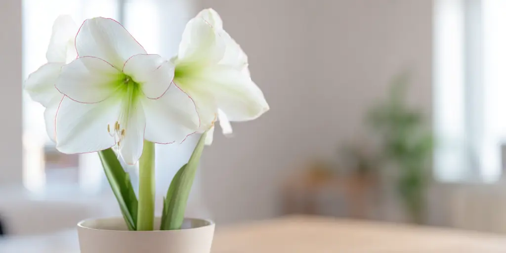 Amaryllis 'Picotee'