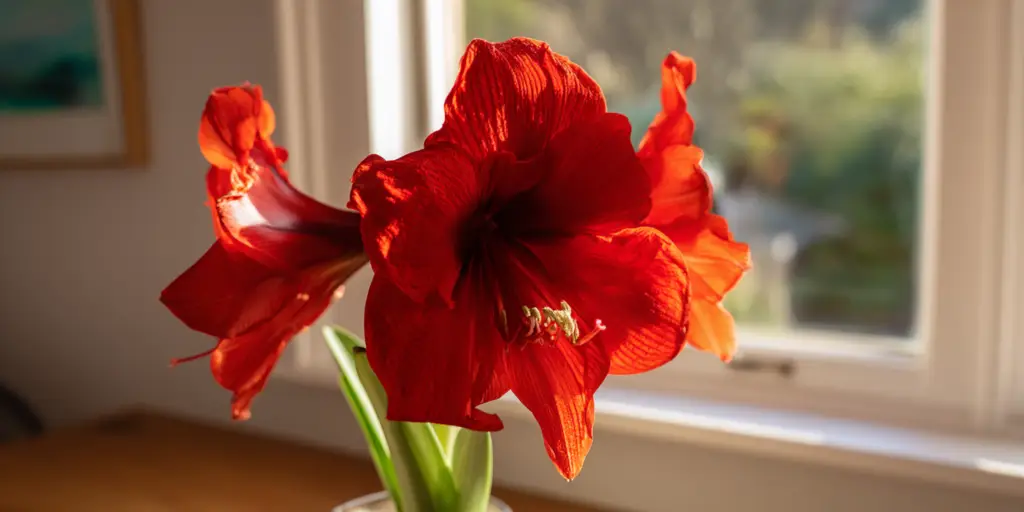 Amaryllis 'Red Lion'