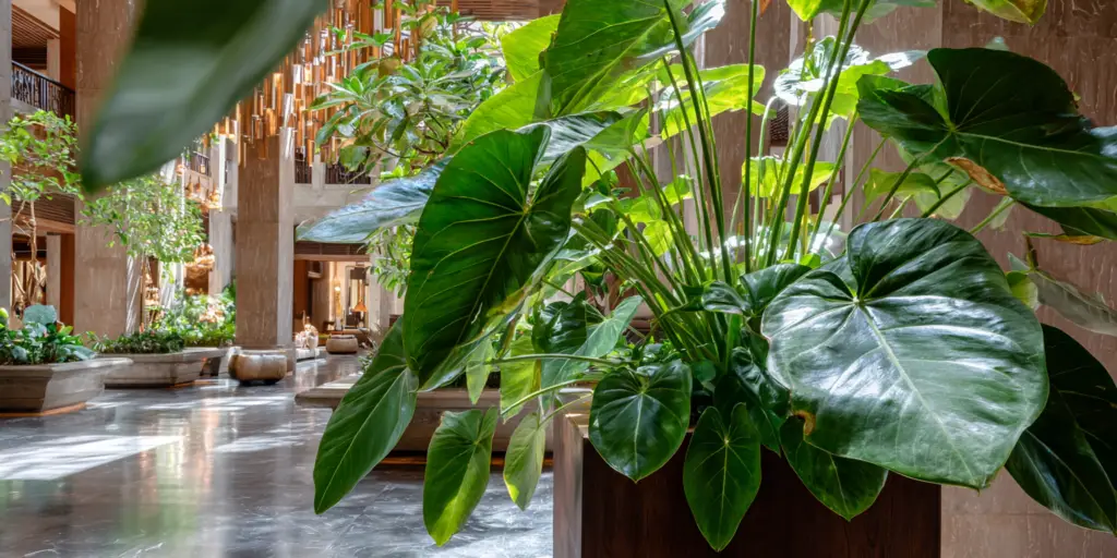Anthurium warocqueanum: queen anthurium care essentials