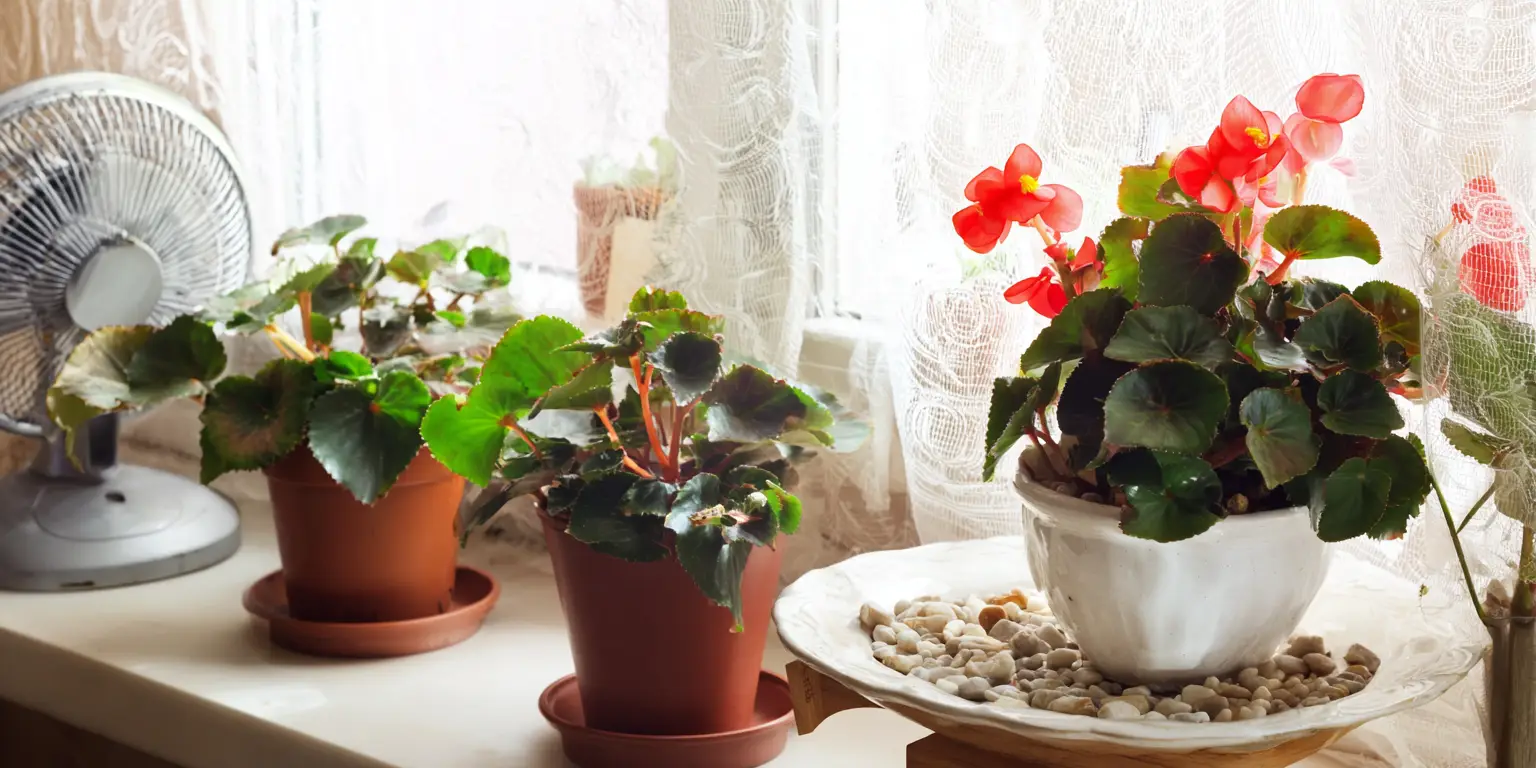 Begonia