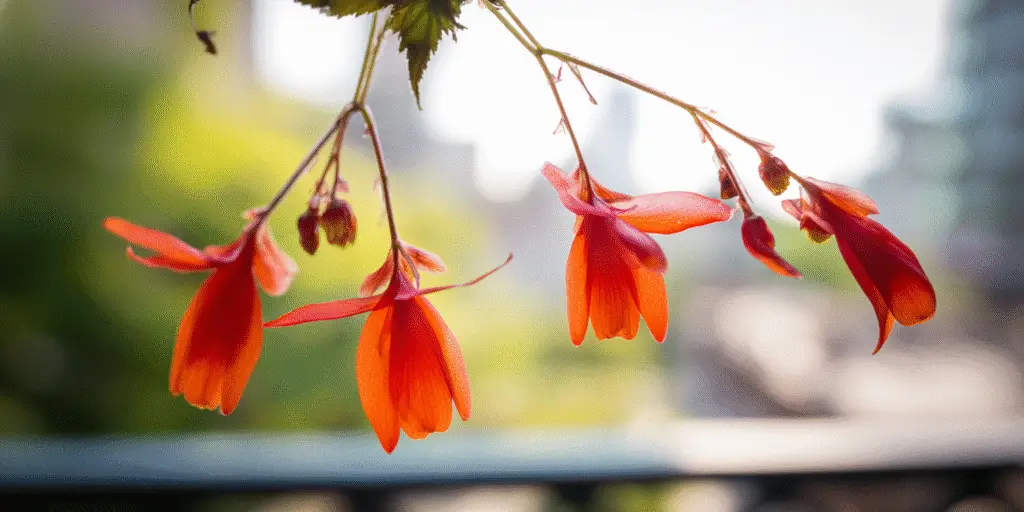 Begonia boliviensis