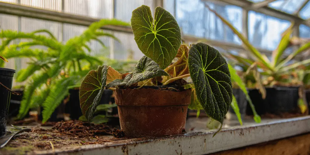 Begonia masoniana