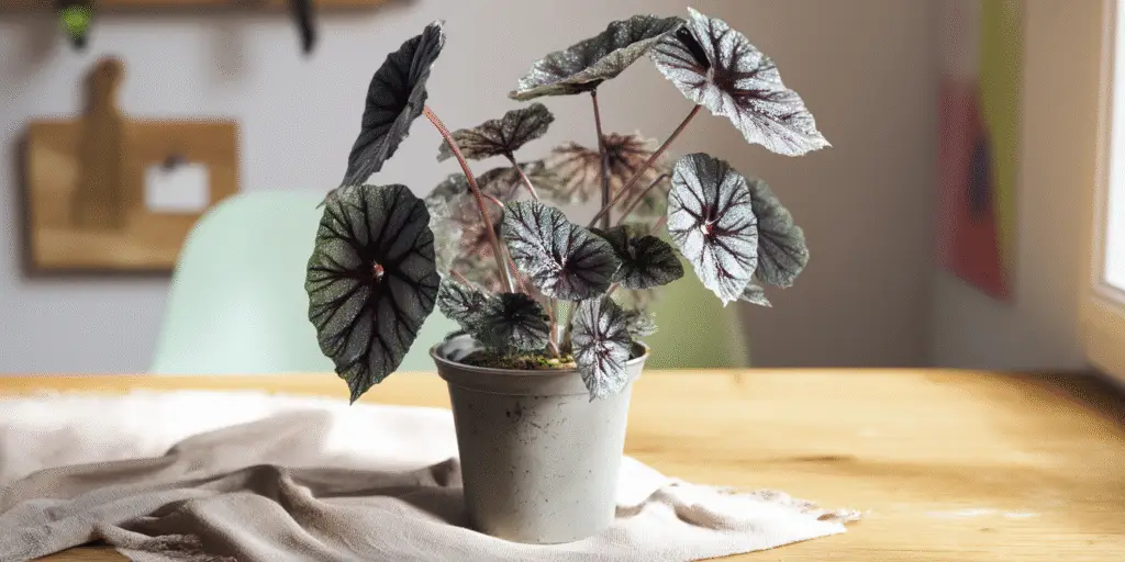 Begonia rex-cultorum