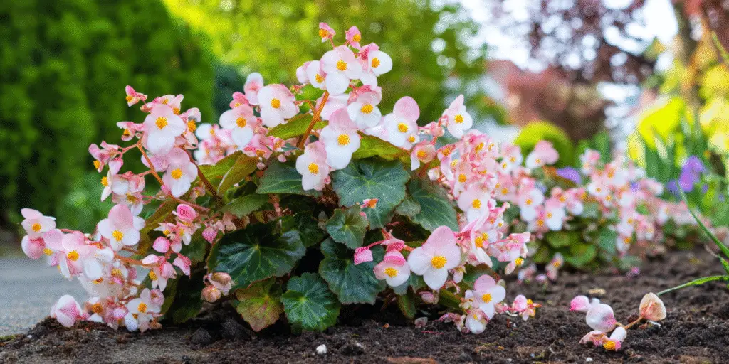 Begonia × semperflorens-cultorum