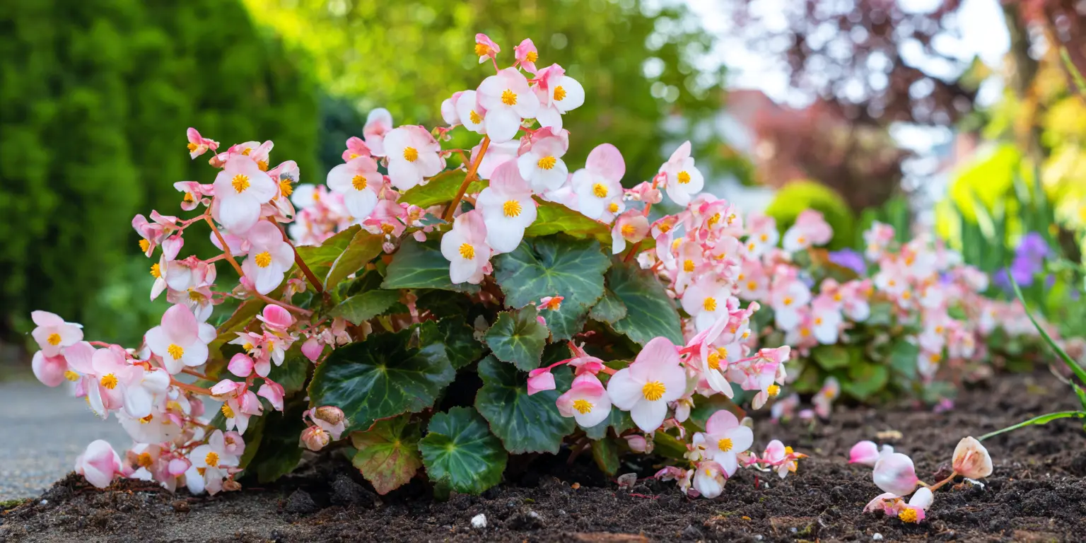 Begonia × semperflorens-cultorum