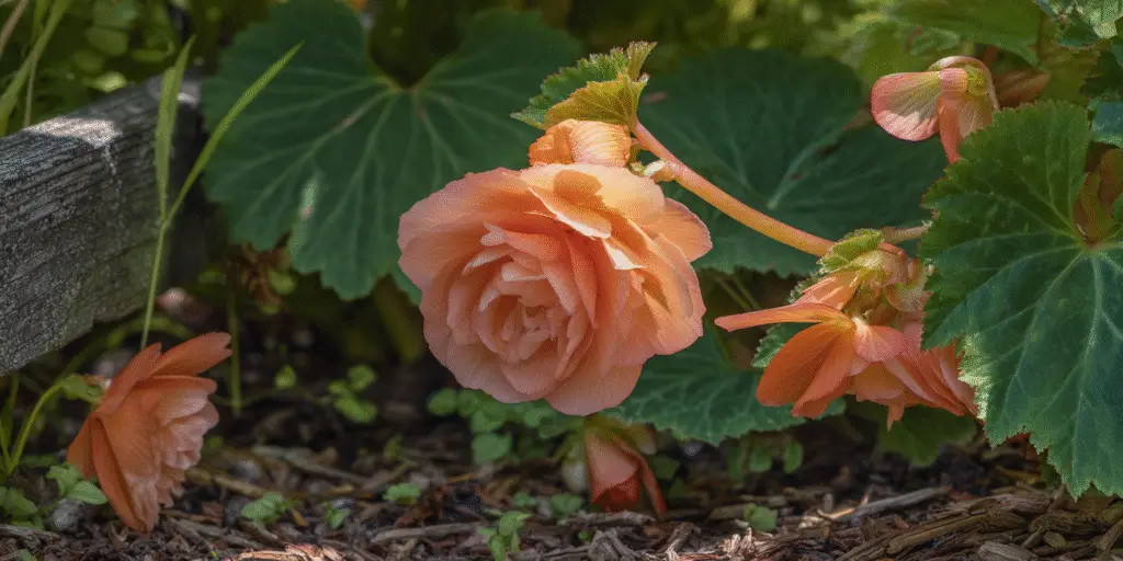 Begonia × tuberhybrida