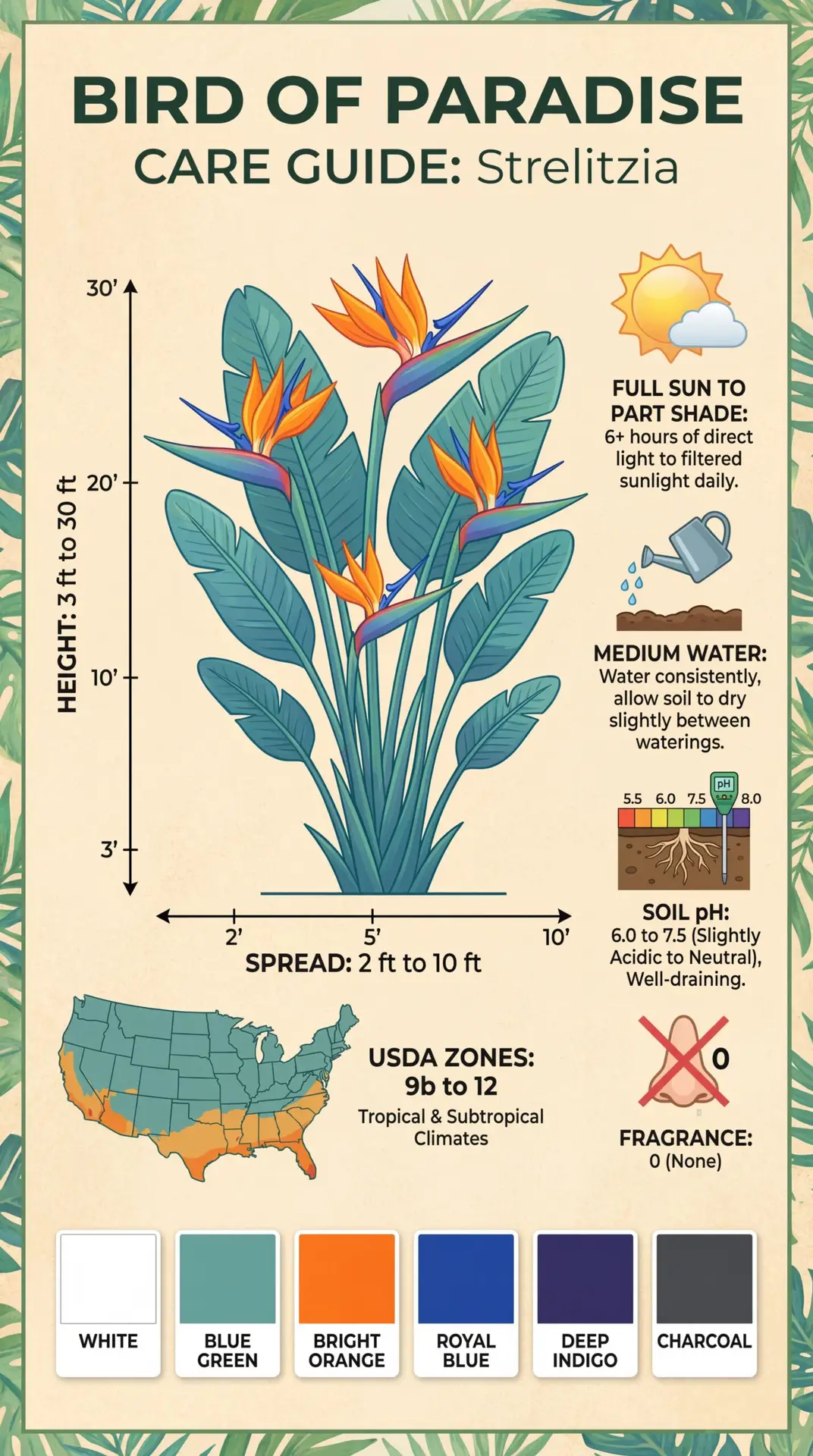 Bird of Paradise infographic