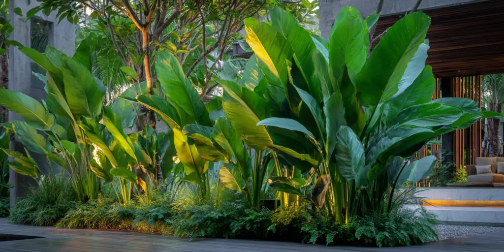 Canna lily, Canna musifolia