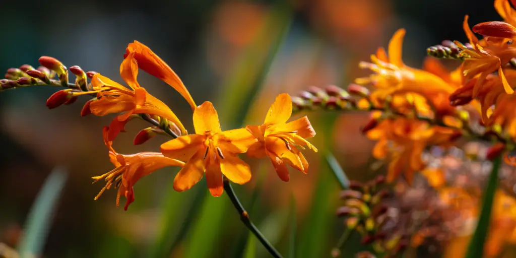 Crocosmia × crocosmiiflora 'Star of the East'
