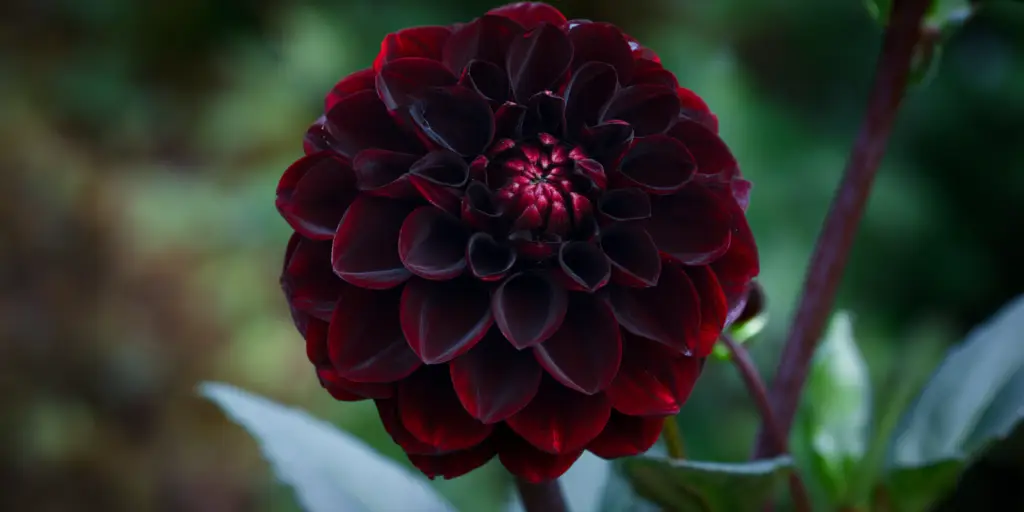 Dahlia 'Arabian Night'