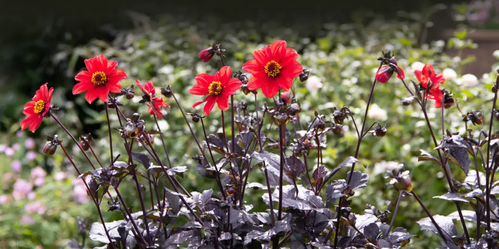 Dahlia 'Bishop of Llandaff': red blooms, dark foliage, care