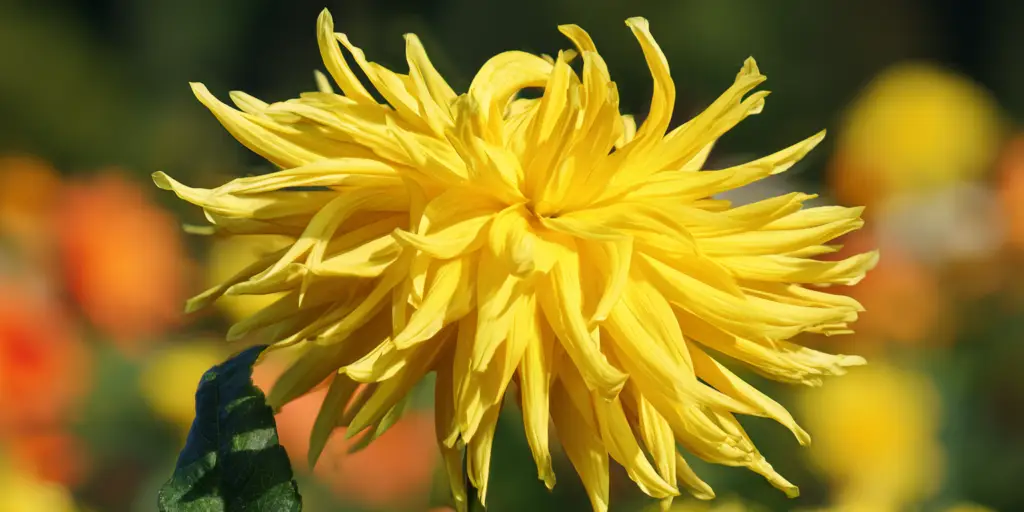 Dahlia 'Kelvin Floodlight'
