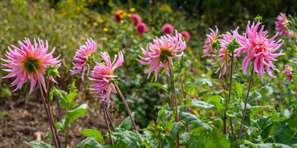 Dahlia 'Penhill Watermelon'