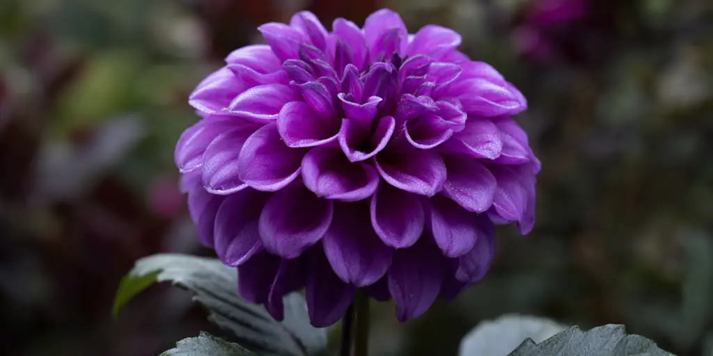 Single purple pompom dahlia in full bloom against a dark blurred garden background