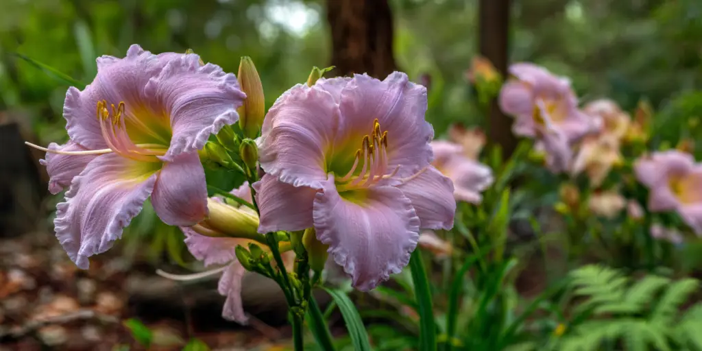Daylily, Hemerocallis 'Catherine Woodbery'