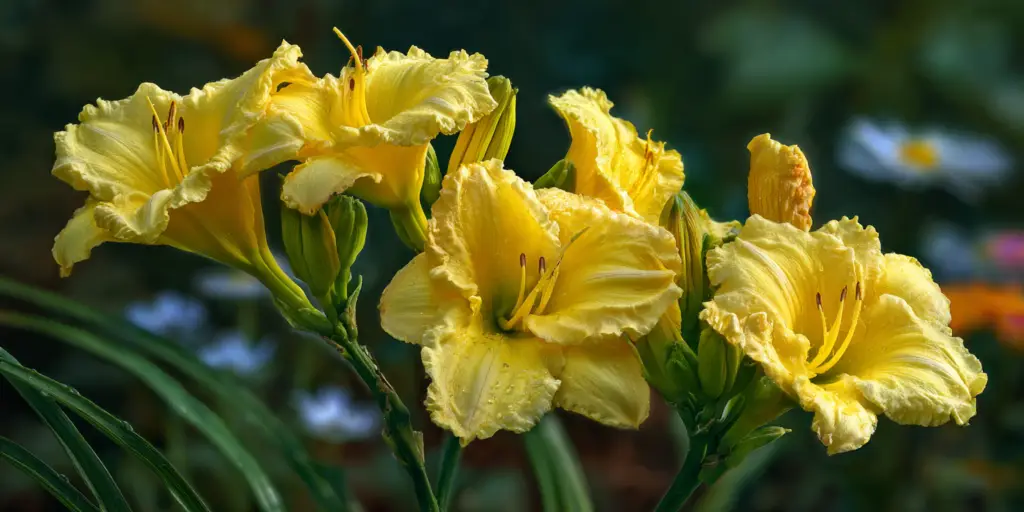 Daylily, Hemerocallis 'Happy Returns'