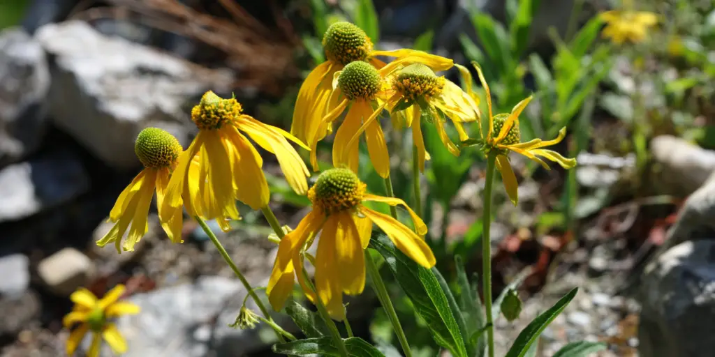 Echinacea paradoxa