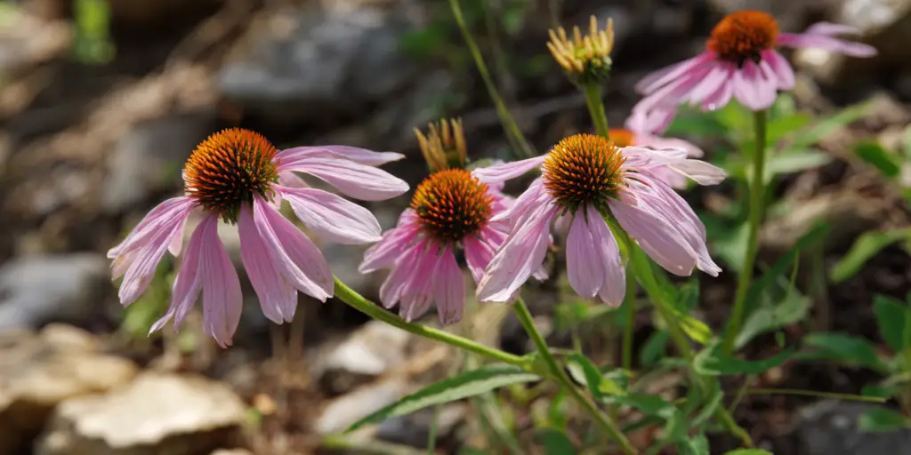 Echinacea tennesseensis