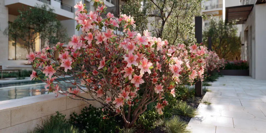 Encore Azalea