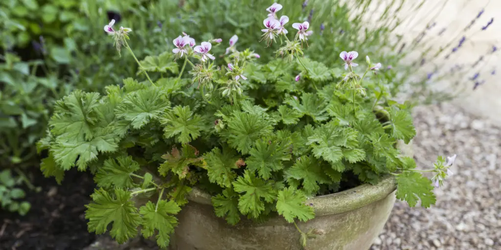 Geranium Pelargonium graveolens