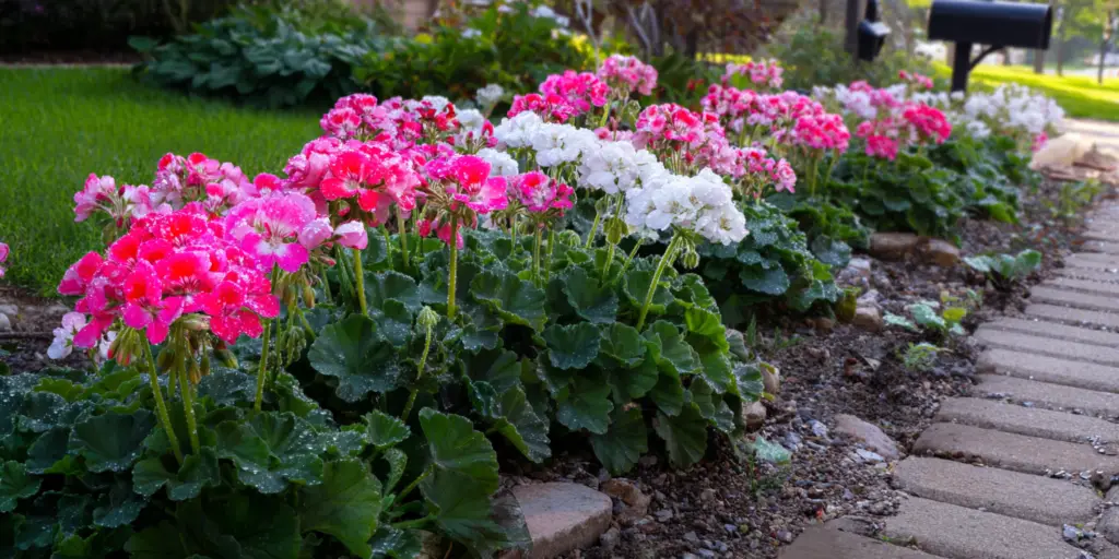 Geranium Pelargonium × hortorum