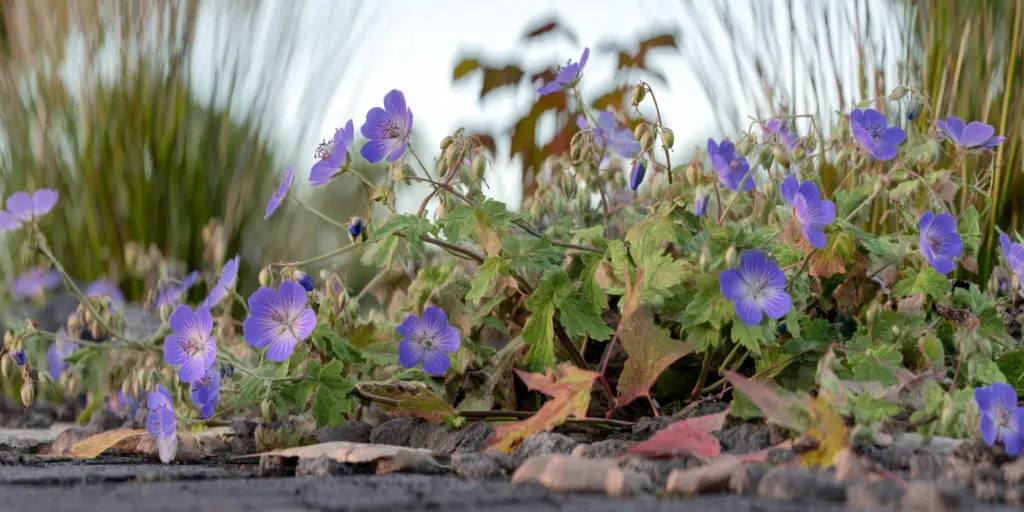 Geranium 'Rozanne'