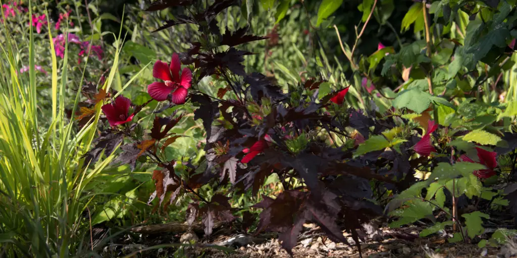 Hibiscus acetosella