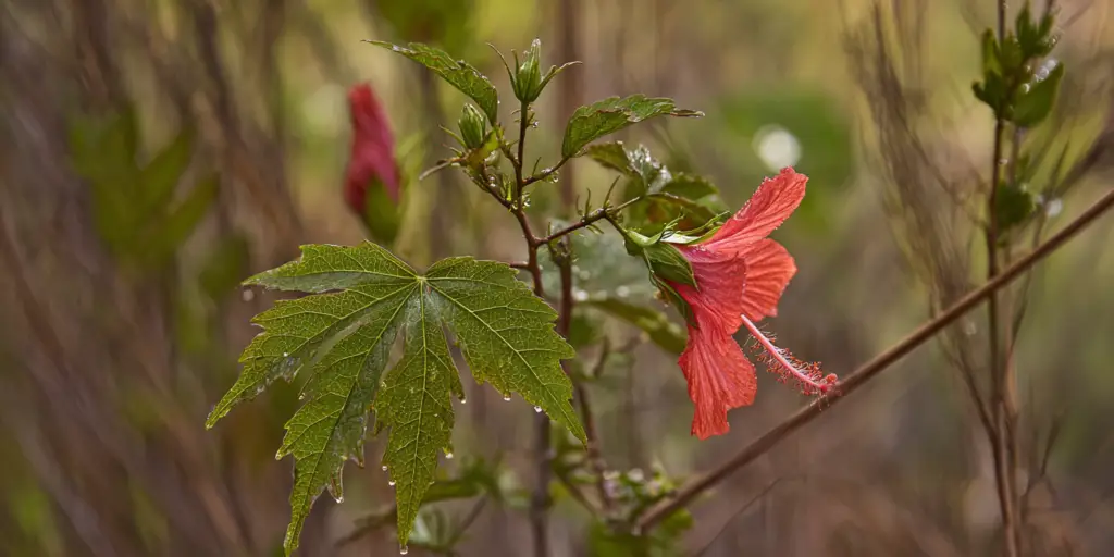Hibiscus coccineus