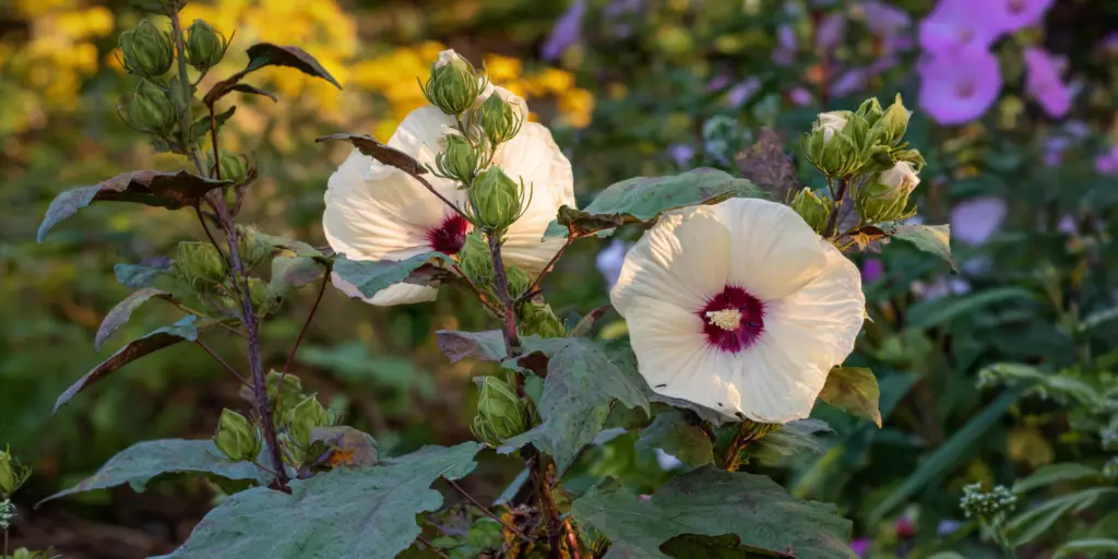 Hibiscus moscheutos