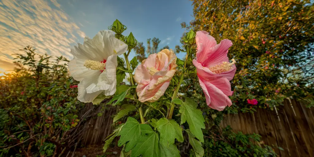 Hibiscus mutabilis